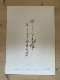 j-p-stam-dresselhuys-recept-voor-een-tijdelijke-tuin