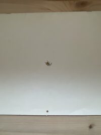 Annebet Stam - Elk jaar weer